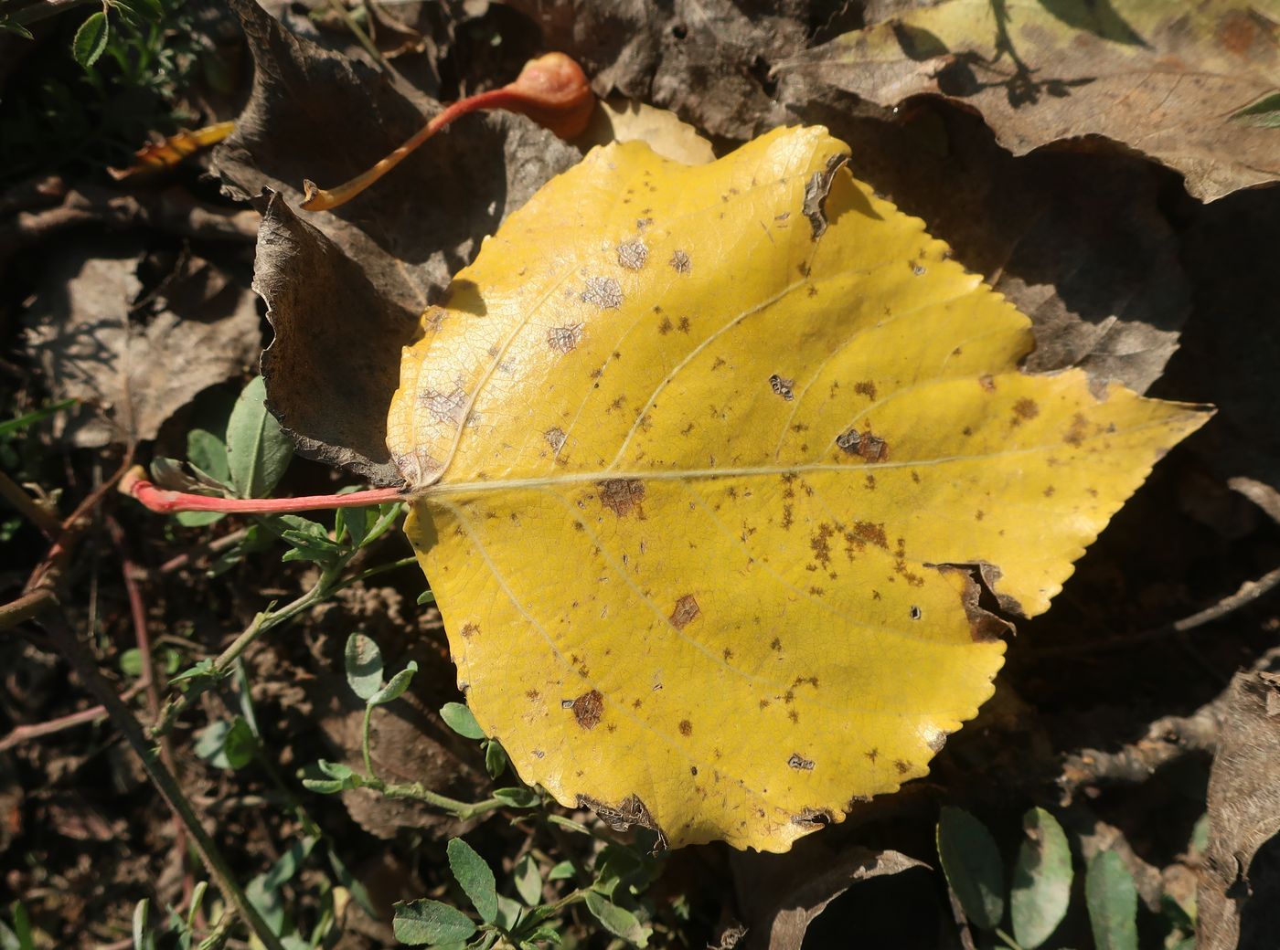 Image of Populus × berolinensis specimen.