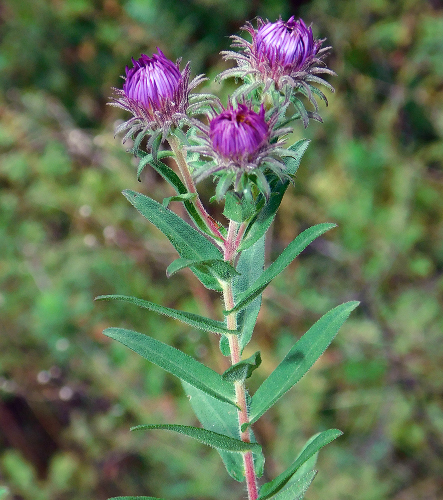 Изображение особи Symphyotrichum novae-angliae.