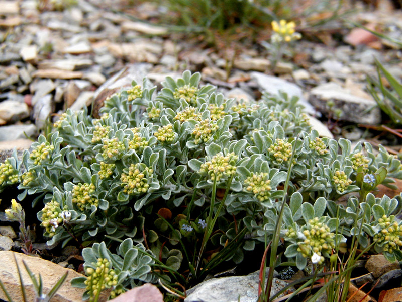 Изображение особи Odontarrhena obtusifolia.