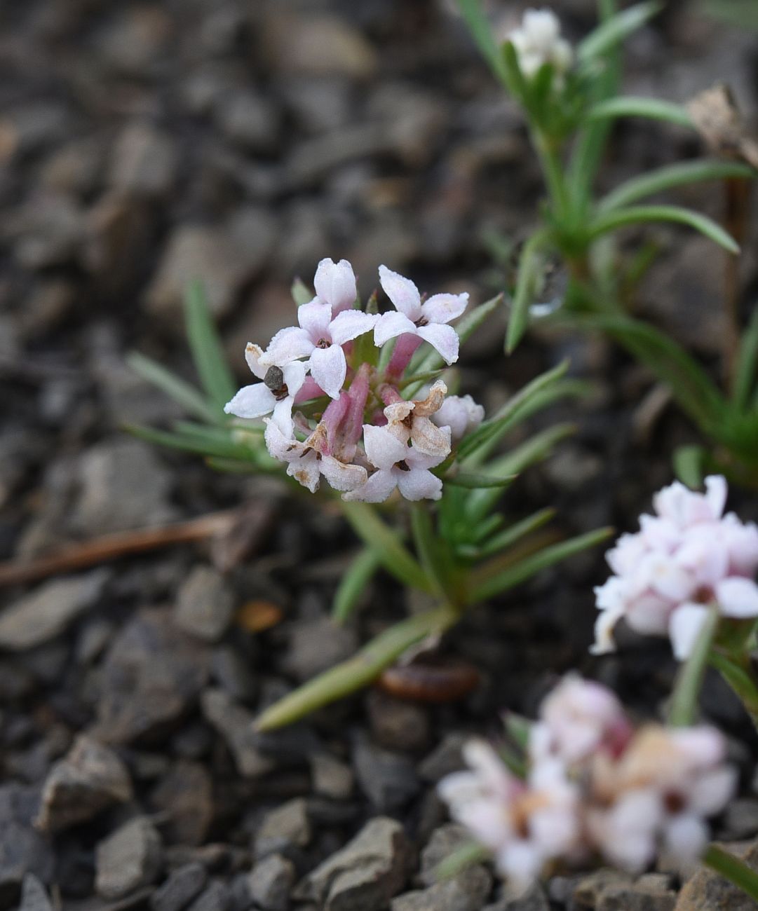 Изображение особи Asperula cristata.