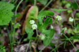 Lathyrus aphaca. Верхушки побегов с соцветием и бутонами. Дагестан, Магарамкентский р-н, Самурский лес, опушка широколиственного леса. 05.05.2022.