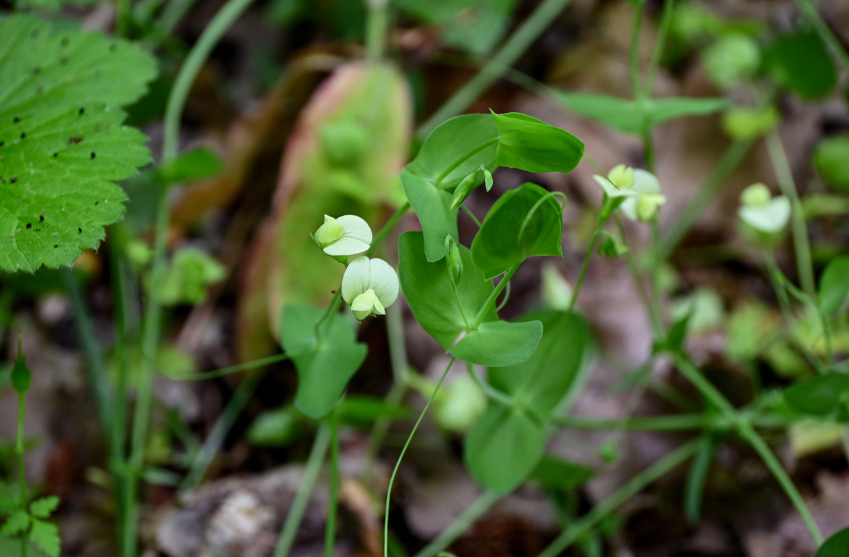 Изображение особи Lathyrus aphaca.