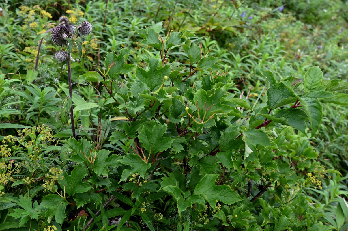 Image of Viburnum sargentii specimen.