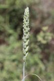 Triticum aestivum