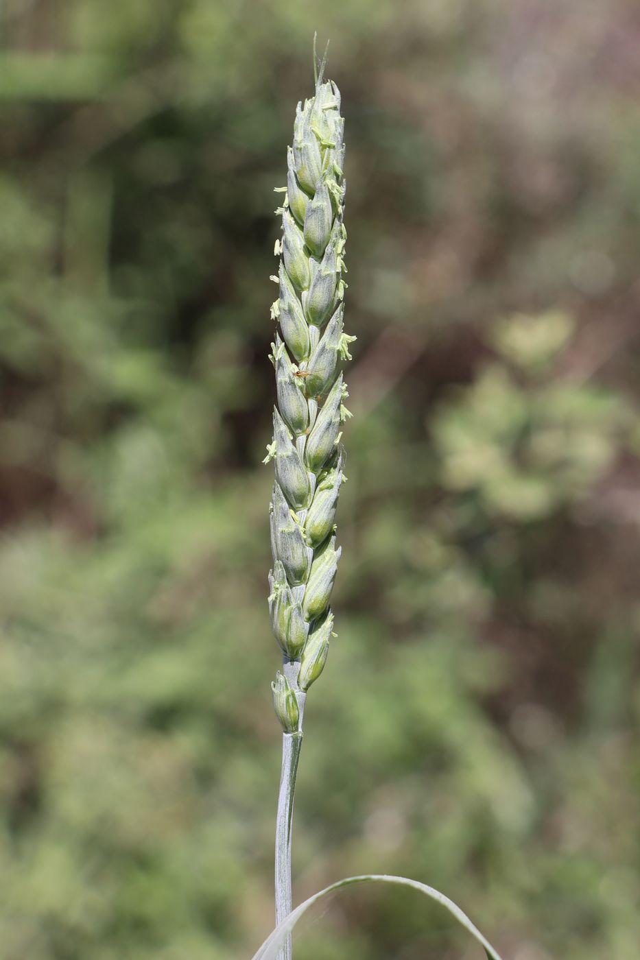 Image of Triticum aestivum specimen.