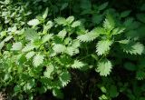 Urtica urens