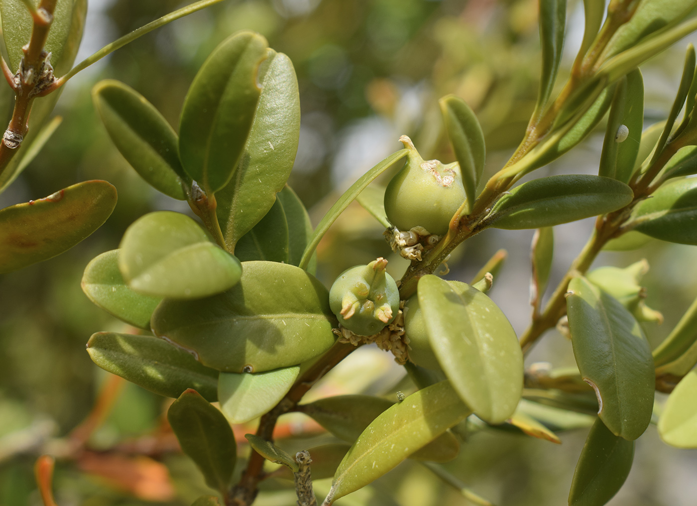 Image of Buxus sempervirens specimen.