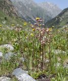 Saxifraga cartilaginea. Цветущее растение. Карачаево-Черкесия, Карачаевский р-н, долина р. Кичкинекол, выс. ≈ 2200 м н.у.м., задернованная каменистая осыпь. 16.07.2022.