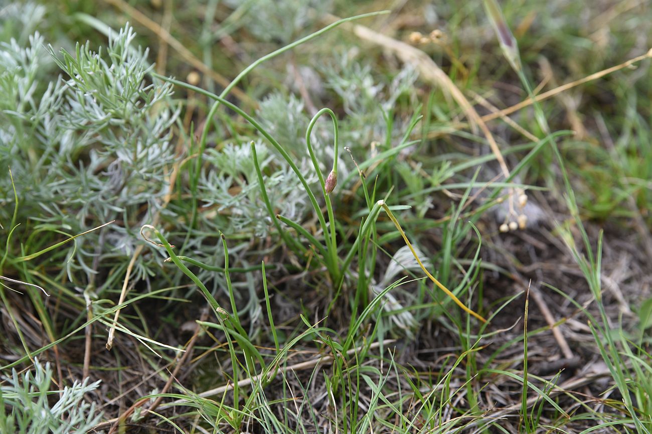 Image of genus Allium specimen.