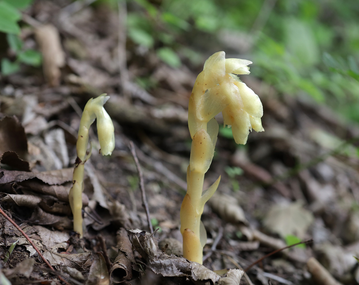 Image of Hypopitys monotropa specimen.