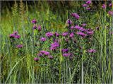 Centaurea phrygia