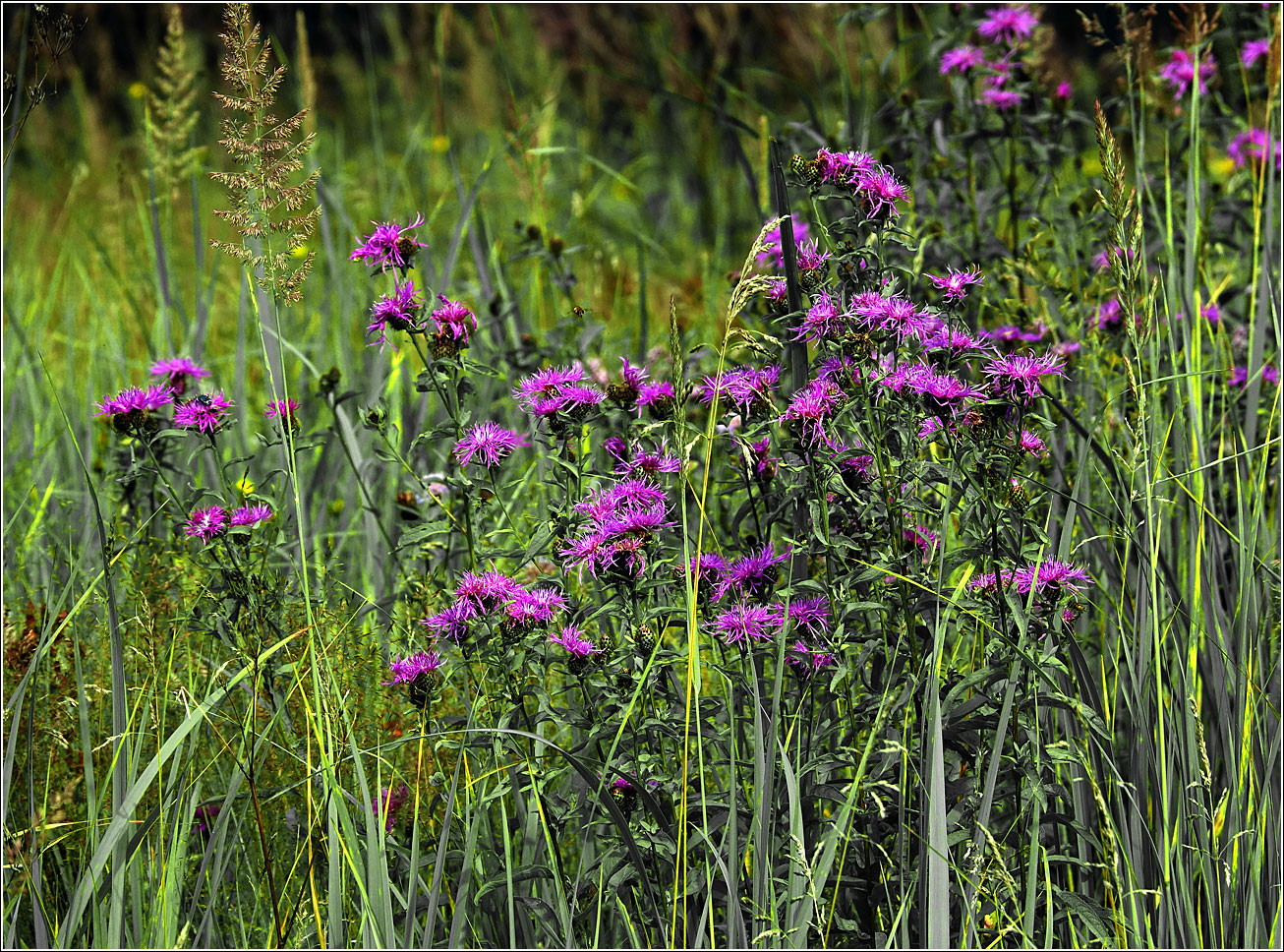 Изображение особи Centaurea phrygia.