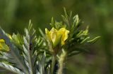 genus Potentilla. Цветок и верхушка листа (видна абаксиальная поверхность) с муравьём. Приморский край, Уссурийский гор. округ, окр. с. Монакино, сухой разнотравный луг на небольшой сопке. 01.07.2023.