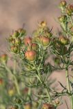 View full-size image Peganum harmala