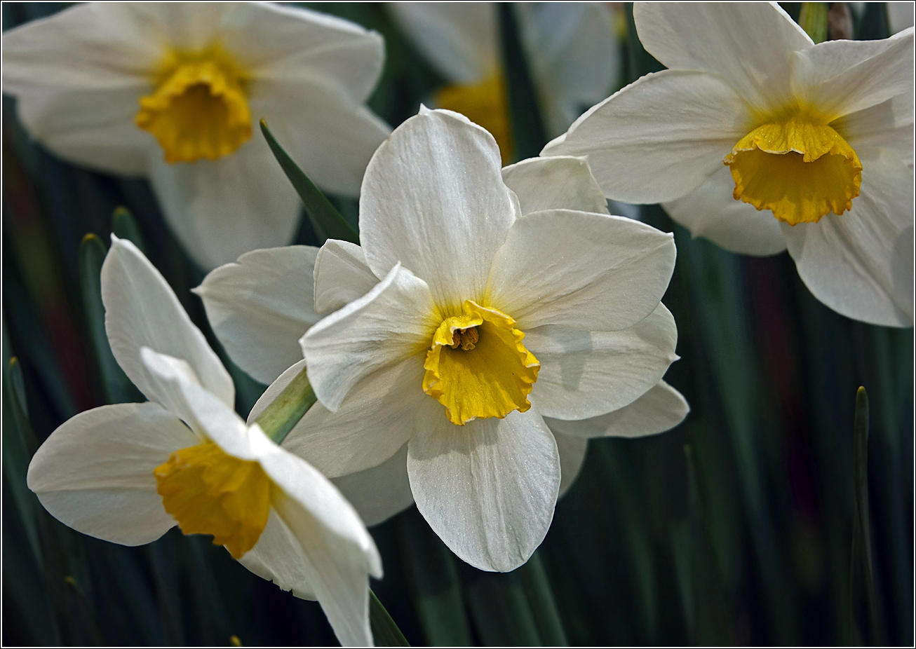 Image of genus Narcissus specimen.