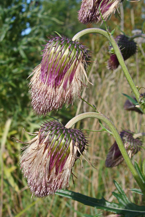 Изображение особи Cirsium pendulum.