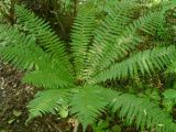 Dryopteris crassirhizoma. Взрослое растение. Приморский край, о-в Попова, широколиственный лес. 06.08.2010.