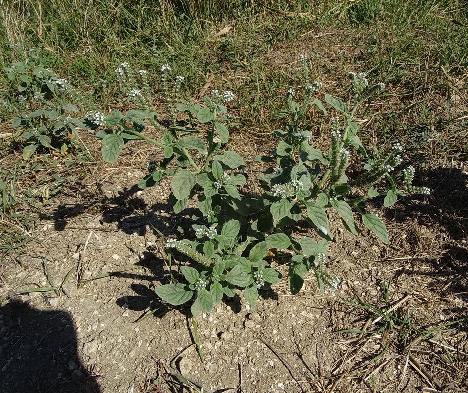 Изображение особи Heliotropium europaeum.