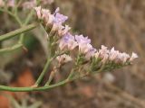 Limonium scoparium