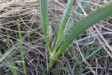 Colchicum laetum