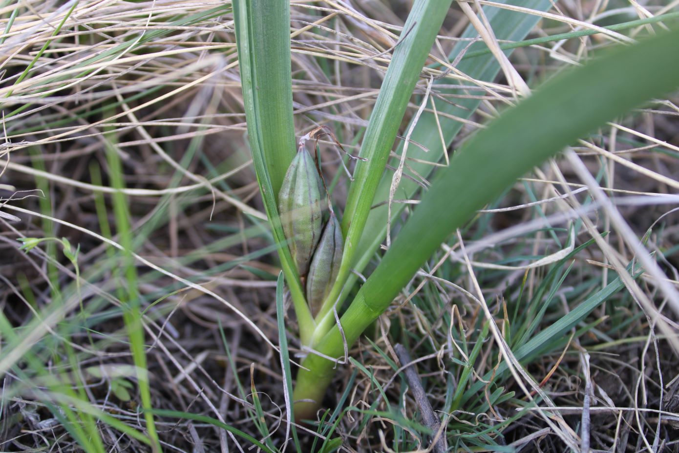 Image of Colchicum laetum specimen.