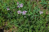 Cardamine macrophylla. Цветущие растения в сообществе с Chamaenerion. Красноярский край, Таймырский Долгано-Ненецкий р-н, плато Путорана, долина р. Кутарамакан, влажный луг. 25.07.2023.