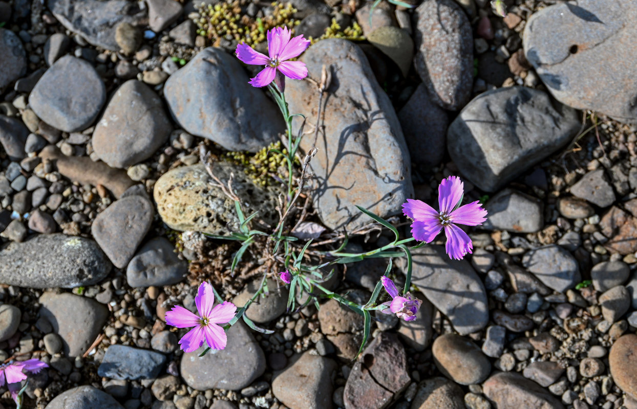 Изображение особи Dianthus repens.