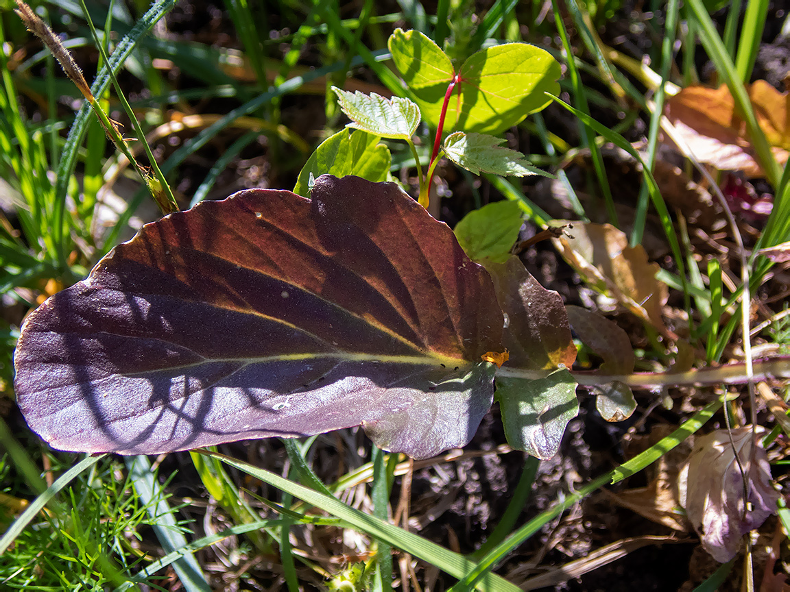 Image of Barbarea stricta specimen.