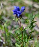 Dracocephalum ruyschiana. Верхушка побега с соцветием. Хакасия, Орджоникидзевский р-н, горная гряда Сундуки, луговой склон. 07.06.2022.