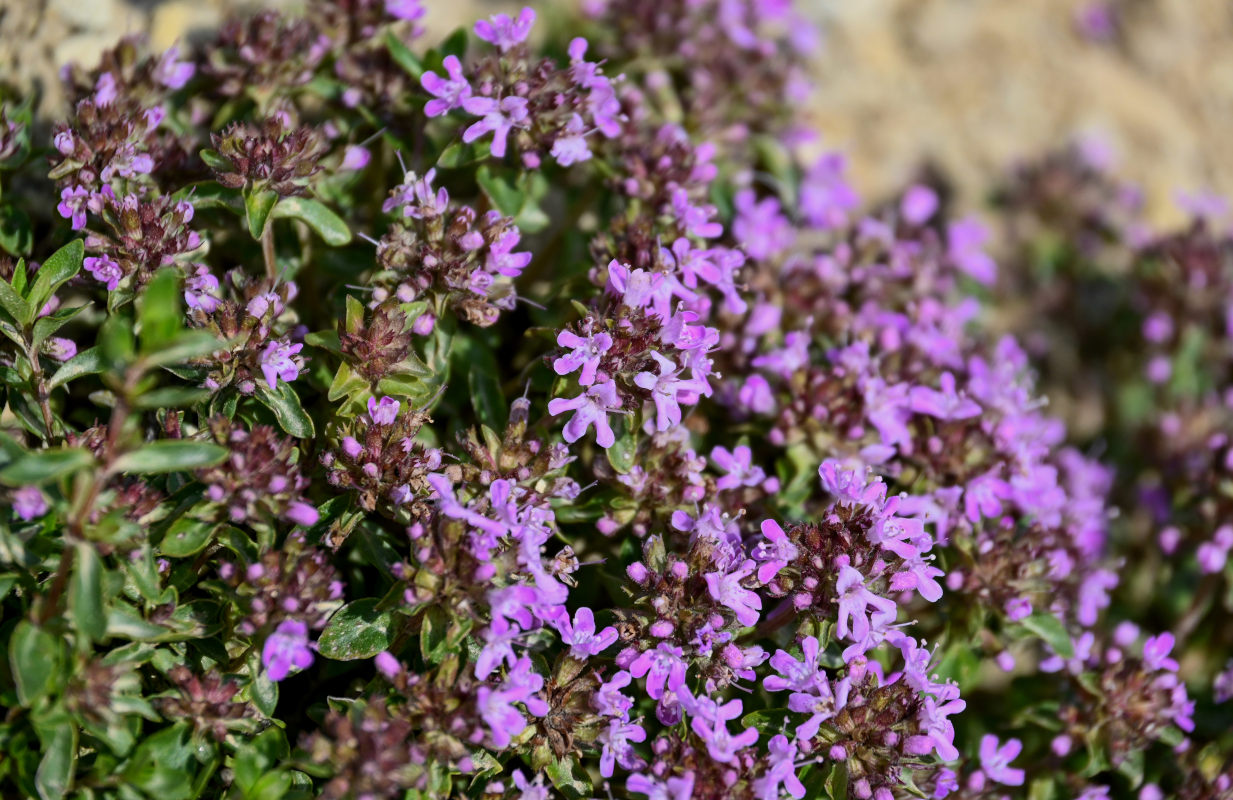 Изображение особи род Thymus.