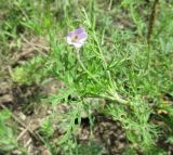 Erodium stephanianum