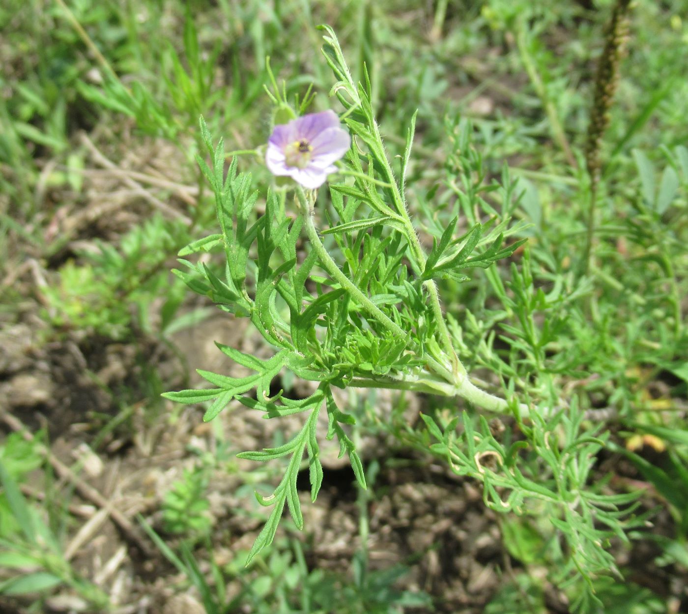 Image of Erodium stephanianum specimen.