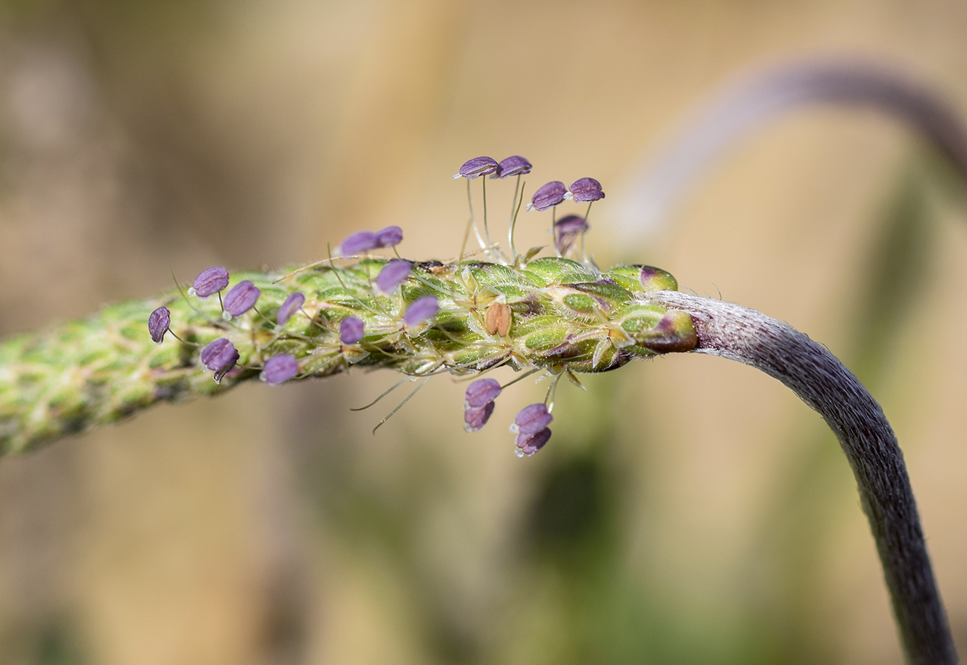 Image of Plantago coronopus specimen.