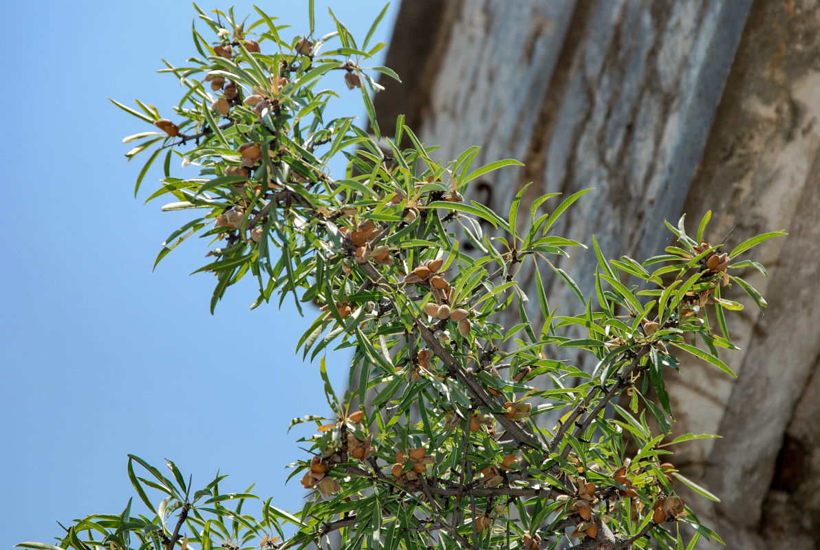 Изображение особи Amygdalus communis.
