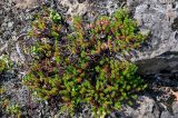 genus Empetrum. Вегетирующие растения. Красноярский край, Таймырский Долгано-Ненецкий р-н, плато Путорана, водопад Китабо-Орон, каменистый склон. 26.07.2023.