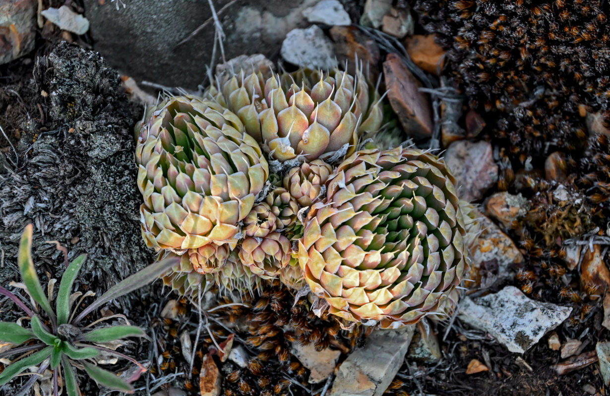 Image of Orostachys spinosa specimen.