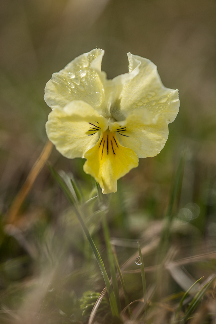 Image of Viola oreades specimen.