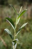 Salix cinerea