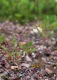 Melampyrum pratense