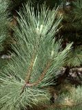 Pinus nigra
