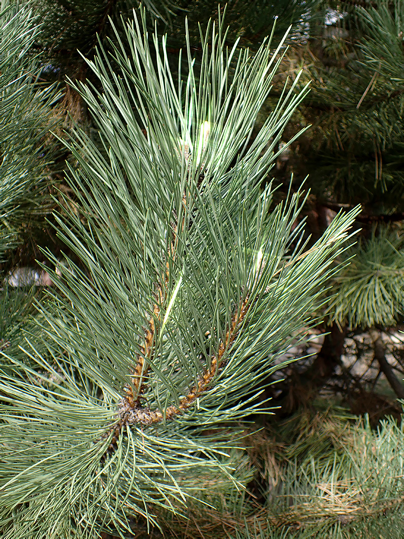 Image of Pinus nigra specimen.