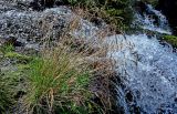 семейство Poaceae