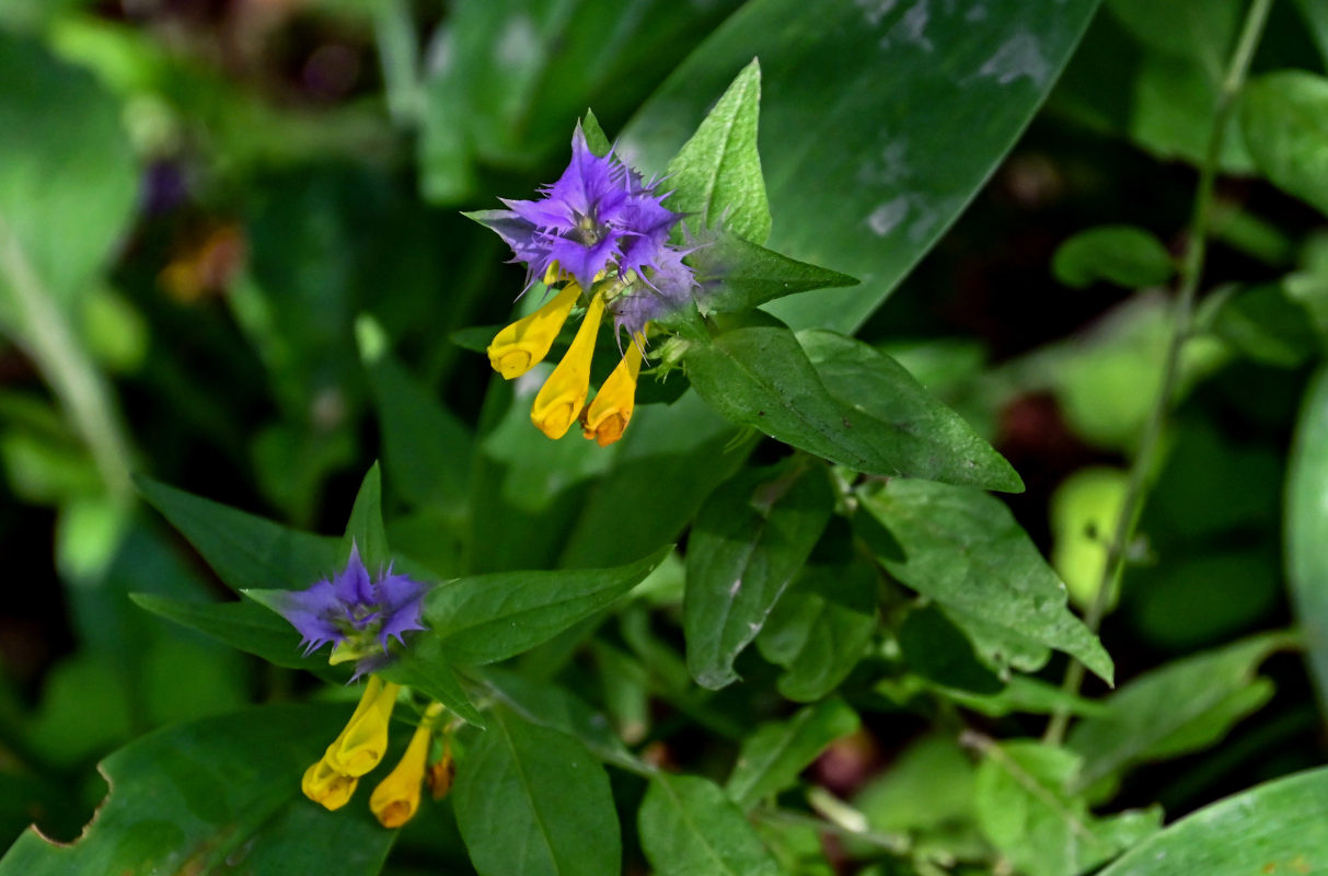 Image of Melampyrum nemorosum specimen.