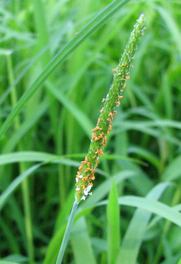 Image of Alopecurus aequalis specimen.