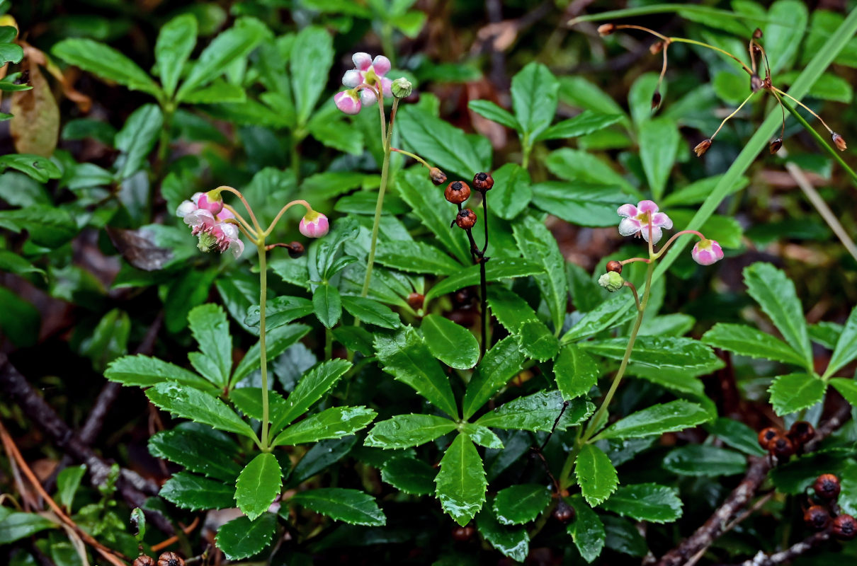 Image of Chimaphila umbellata specimen.