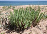 Euphorbia paralias