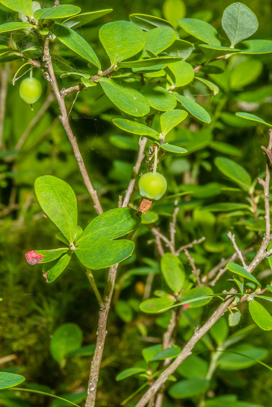 Image of Vaccinium uliginosum specimen.