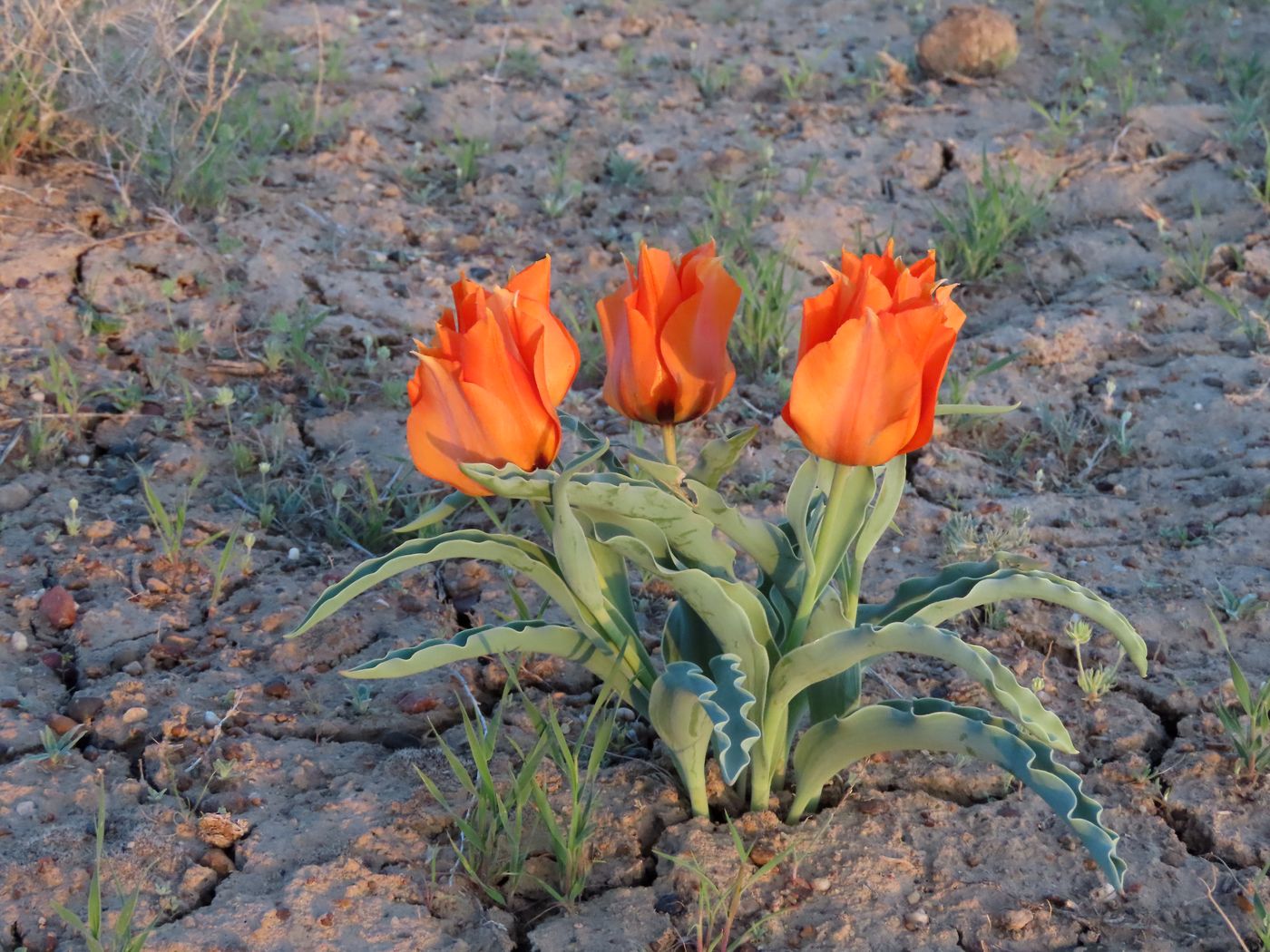 Изображение особи Tulipa borszczowii.
