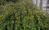 Jasminum mesnyi. Цветущее растение. Краснодарский край, Сочи, Адлерский р-н, парк \"Южные культуры\", в культуре. 09.03.2025.