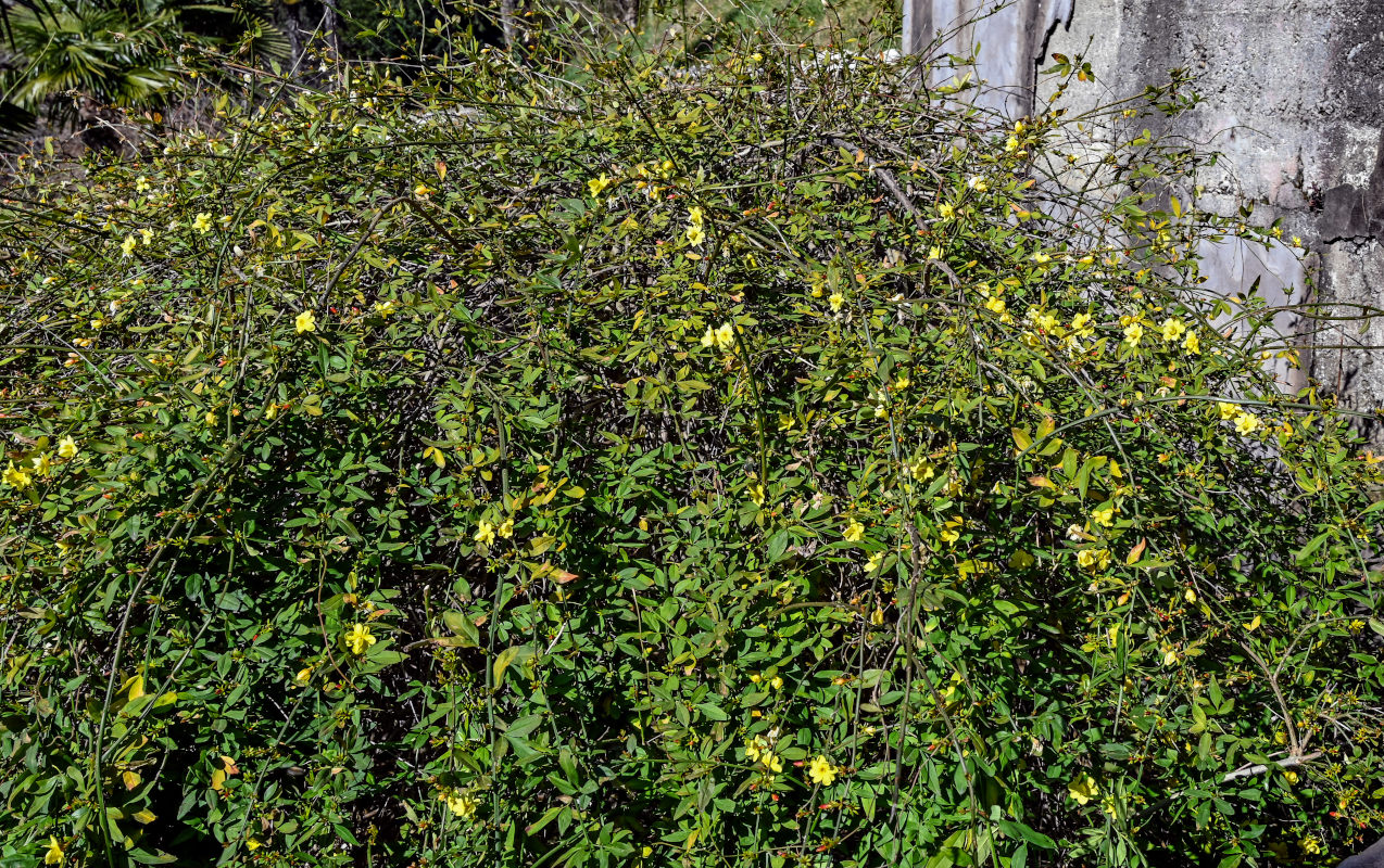 Image of Jasminum mesnyi specimen.